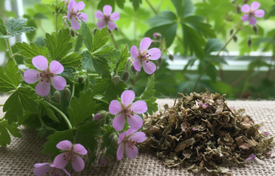 Pelargonia - niezastąpiony składnik mieszanek ziołowych