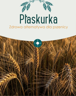 Dzisiaj dawka wiedzy o  płaskurce.  św. Hildegarda najbardziej i najobszerniej wychwalała orkisz, zboże okryte naturalną ...