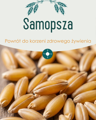 Dzisiaj dawka wiedzy o kolejnym zdrowym i wartościowym zbożu jakim jest samopsza.  To zboże o niezwykłych właściwościach odżywczych ...