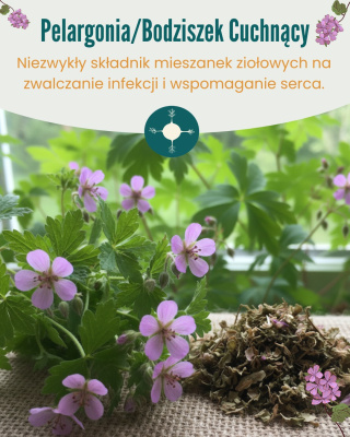 Św. Hildegarda z Bingen opisywała w swoich dziełach niezwykłe działanie rośliny&nbsp;&nbsp;- bodziszka cuchnącego, który jest utożsamiany z ...