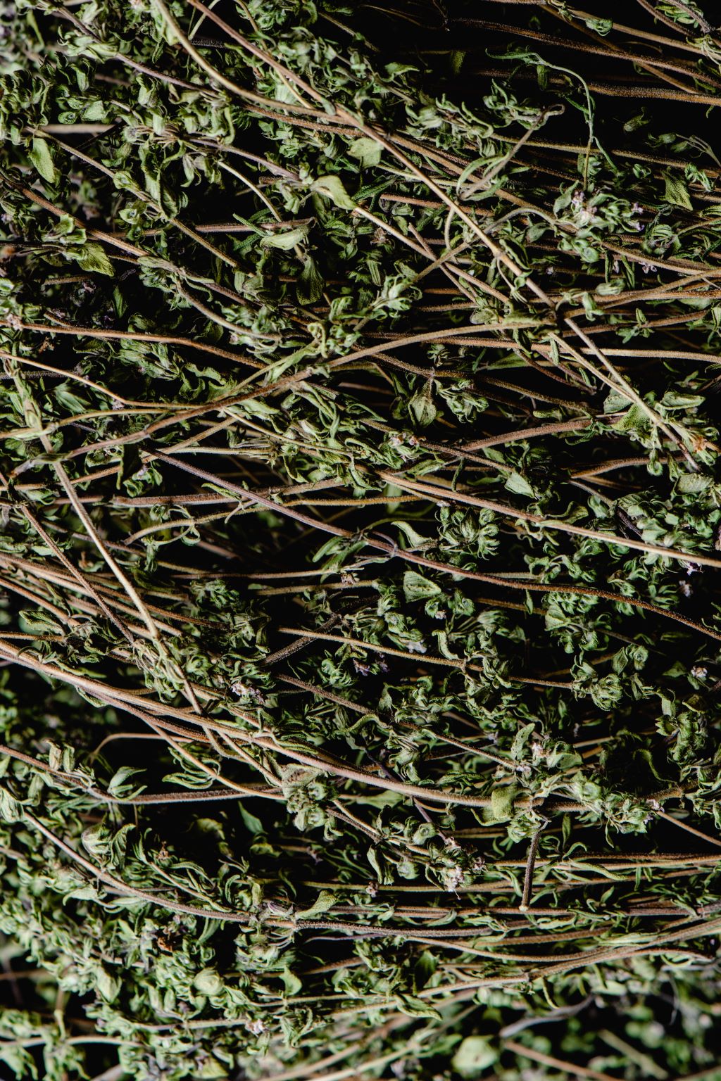 macierzanka - niepozorne zioło o cennych właściwościach