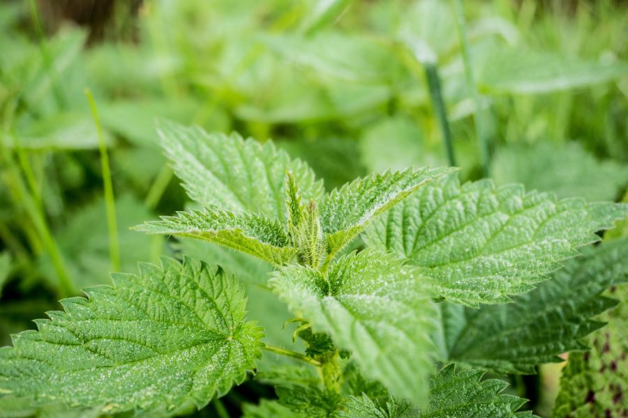 Zdrowe pesto z pokrzywy